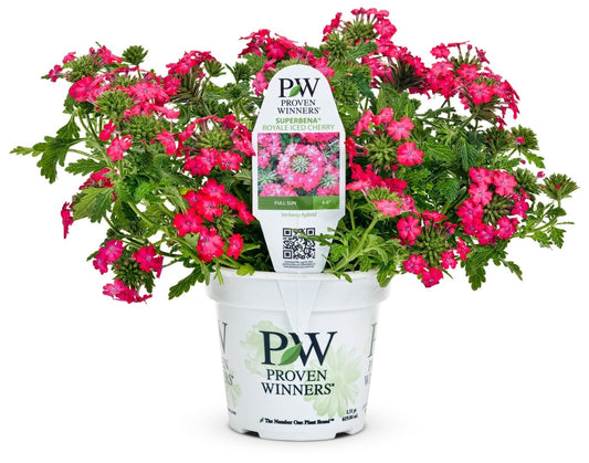 Superbena Royale Iced Cherry Verbena - LandscapeDirect