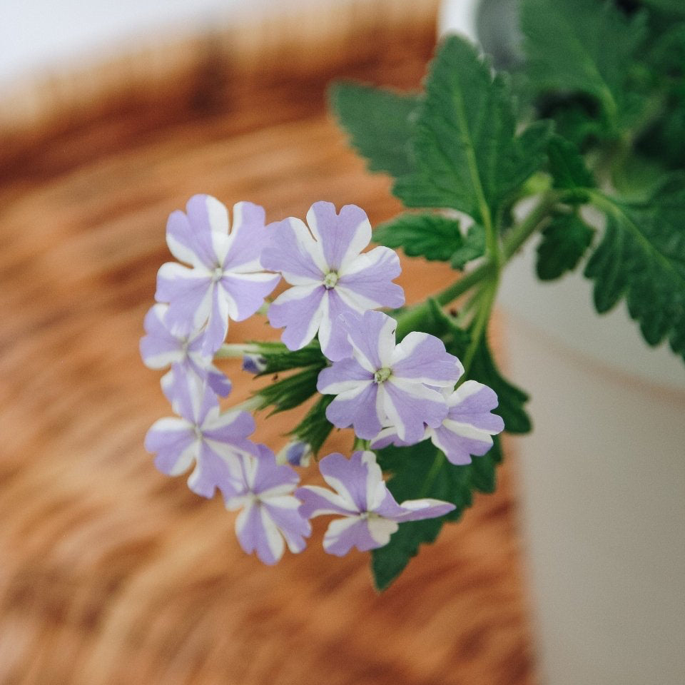 Superbena Stormburst - LandscapeDirect
