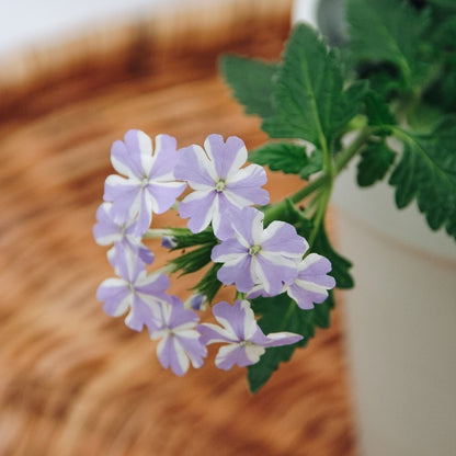 Superbena Stormburst - LandscapeDirect