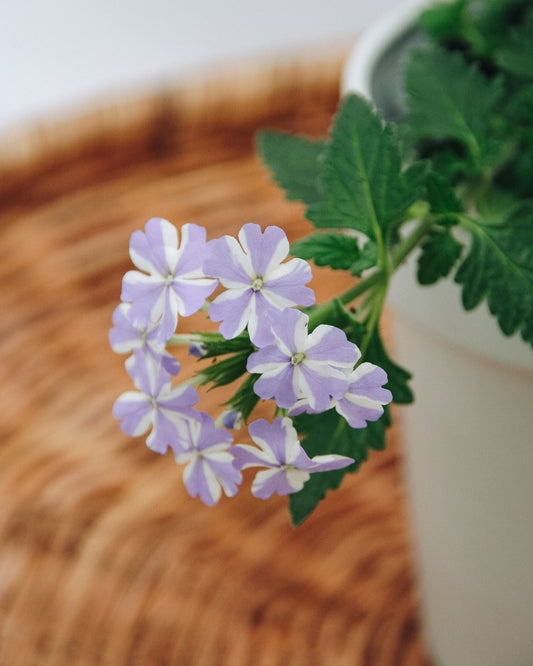 Superbena Stormburst - LandscapeDirect