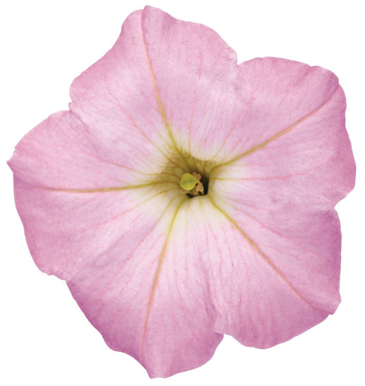 Supertunia Mini Vista® Pink Cloud Petunia - LandscapeDirect