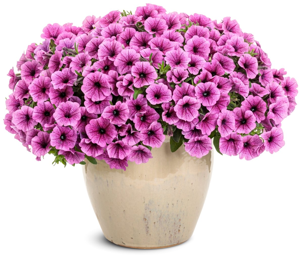 Supertunia Mini Vista Plum Veined Petunia - LandscapeDirect