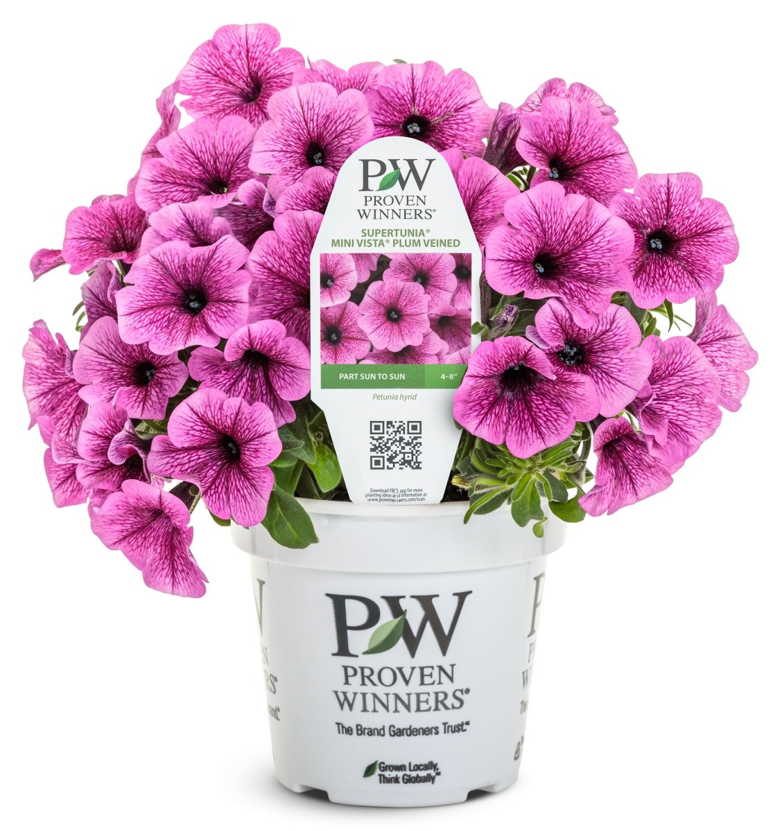 Supertunia Mini Vista Plum Veined Petunia - LandscapeDirect