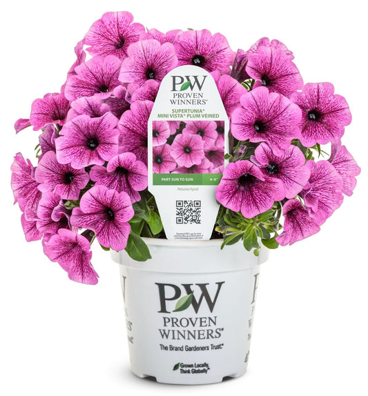 Supertunia Mini Vista Plum Veined Petunia - LandscapeDirect
