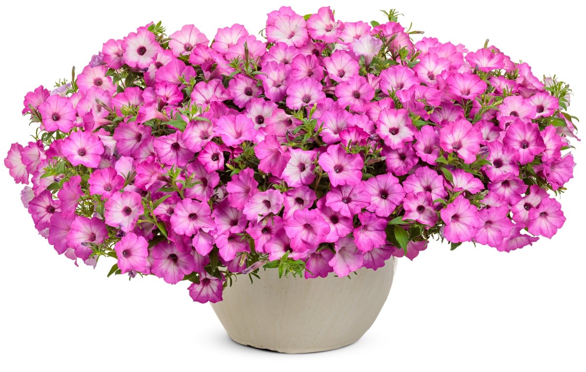 Supertunia Tiara Pink Petunia - LandscapeDirect