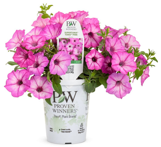 Supertunia Tiara Pink Petunia - LandscapeDirect
