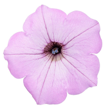 Supertunia® Vista® Cool Jazz Petunia - LandscapeDirect