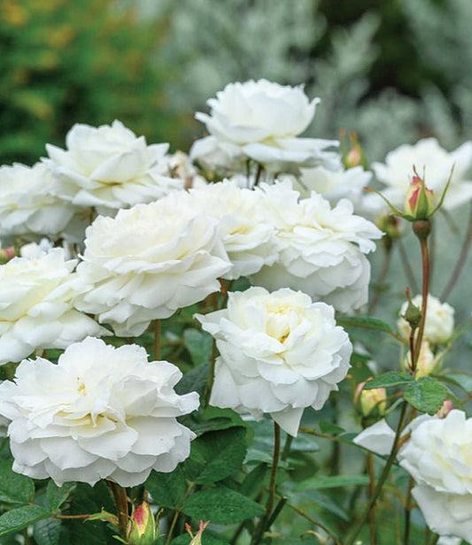 Susan Williams-Ellis English Rose - LandscapeDirect