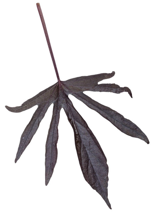 Sweet Caroline Medusa Black Sweet Potato Vine - LandscapeDirect