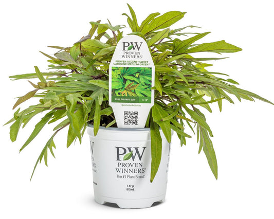 Sweet Caroline Medusa Green Sweet Potato Vine - LandscapeDirect