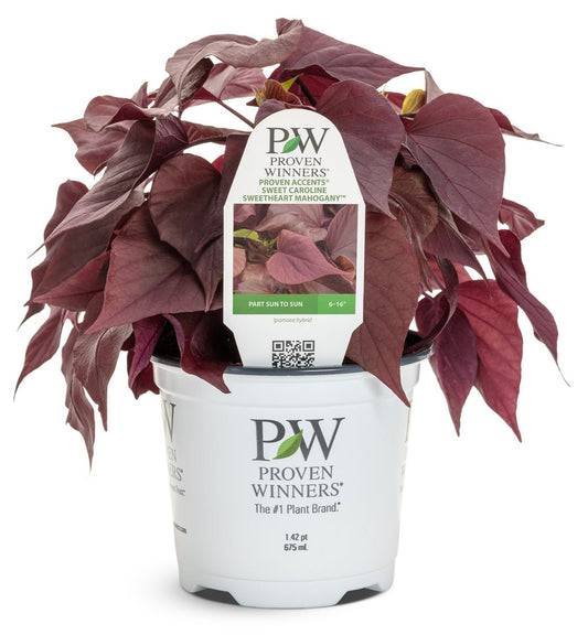 Sweet Caroline Sweetheart Mahogany™ Sweet Potato Vine - LandscapeDirect