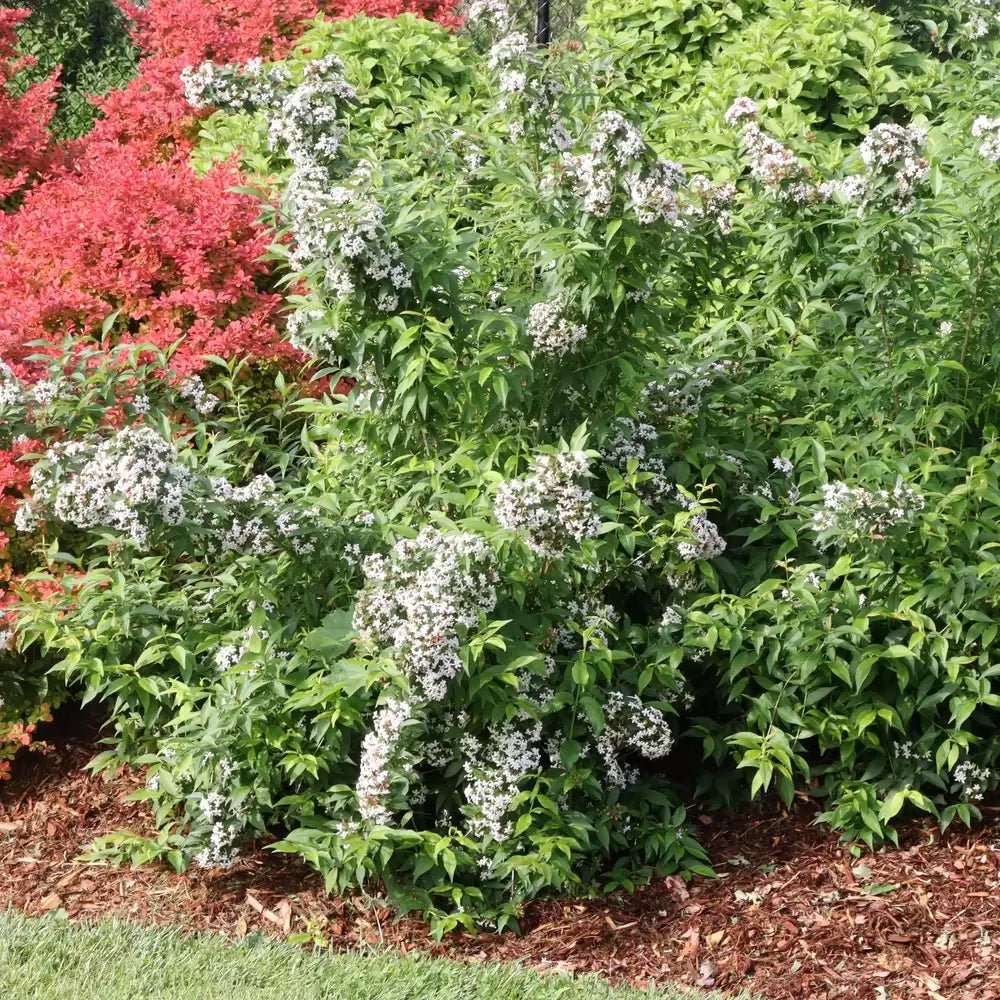Sweet Emotion Hardy abelia - LandscapeDirect
