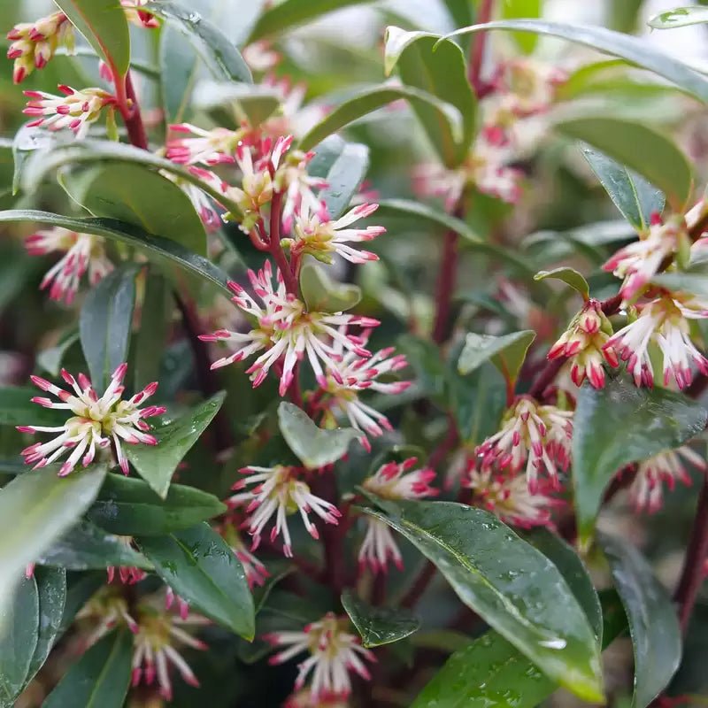 Sweet & Lo Sweet Box - LandscapeDirect
