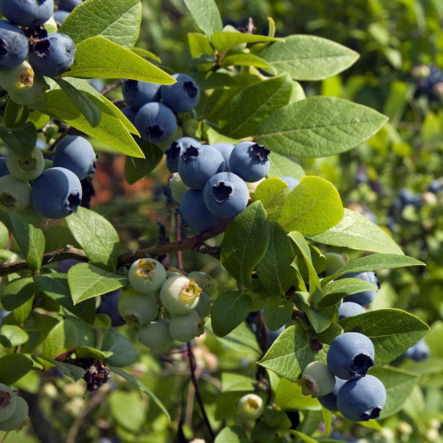Sweetheart Blueberry - LandscapeDirect