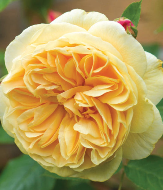 Teasing Georgia Climbing Rose - LandscapeDirect