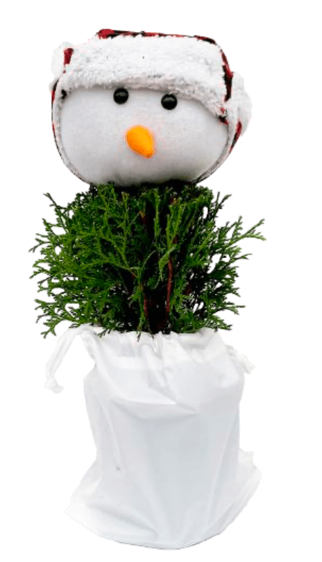 Teddy Cedar Snowman Tree - LandscapeDirect