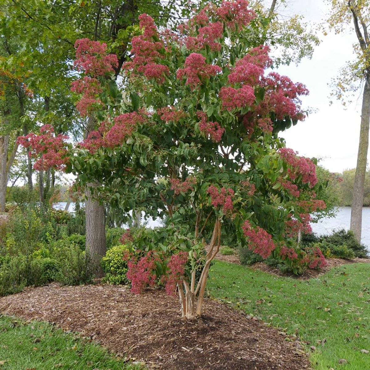 Temple of Bloom Sevon - son flower - LandscapeDirect