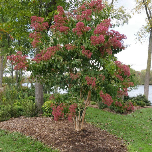 Temple of Bloom Sevon - son flower - LandscapeDirect