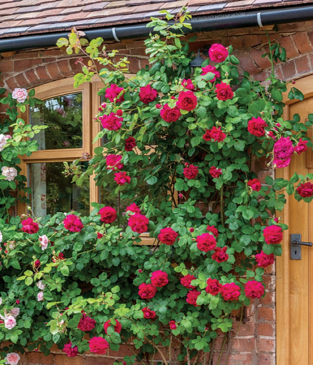 Tess of the D'Urbervilles Climbing Rose - LandscapeDirect