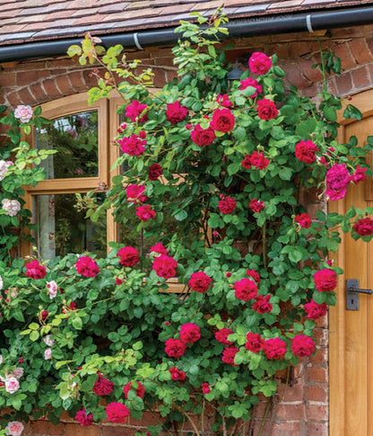 Tess of the D'Urbervilles Climbing Rose - LandscapeDirect