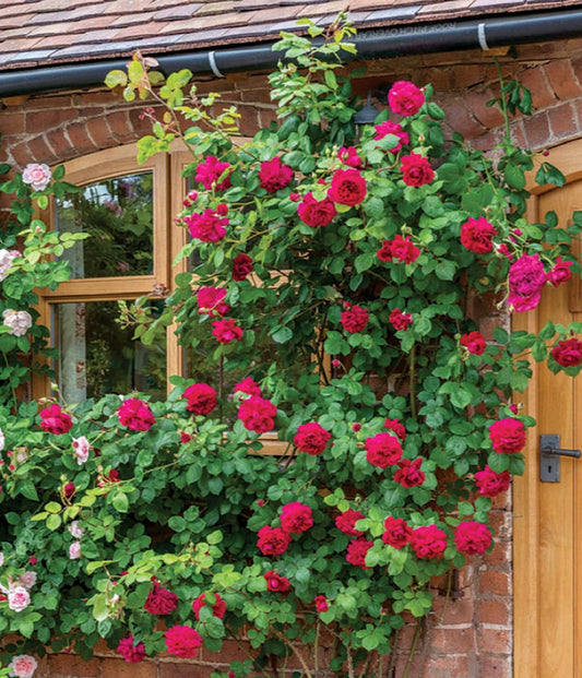 Tess of the D'Urbervilles Climbing Rose - LandscapeDirect