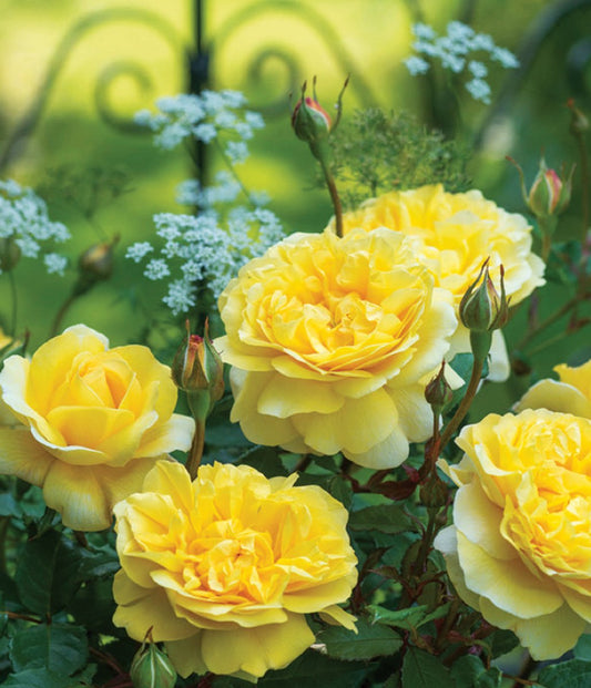 The Poet's Wife English Rose - LandscapeDirect