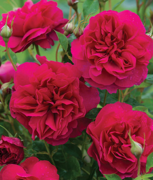 Thomas A Becket English Rose - LandscapeDirect