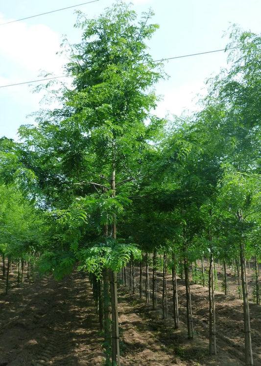 Thornless Honeylocust - LandscapeDirect