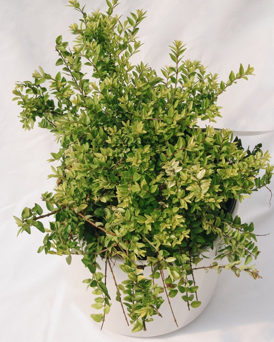 Thunderbolt Box Honeysuckle - LandscapeDirect