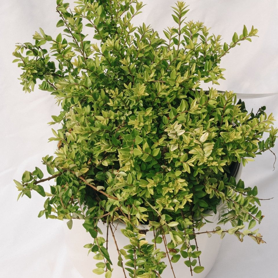 Thunderbolt Box Honeysuckle - LandscapeDirect