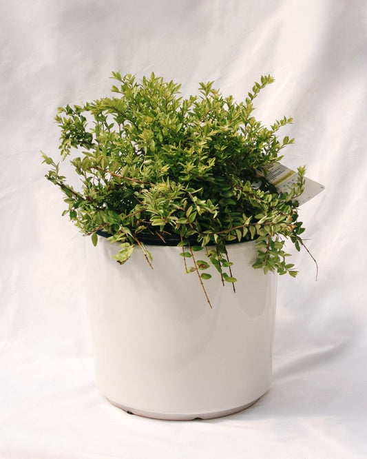 Thunderbolt Box Honeysuckle - LandscapeDirect