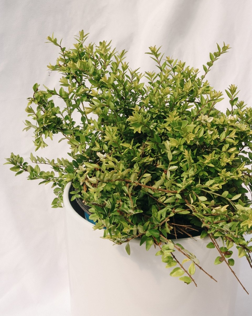 Thunderbolt Box Honeysuckle - LandscapeDirect