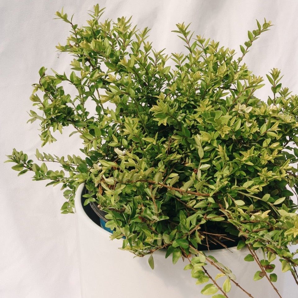 Thunderbolt Box Honeysuckle - LandscapeDirect