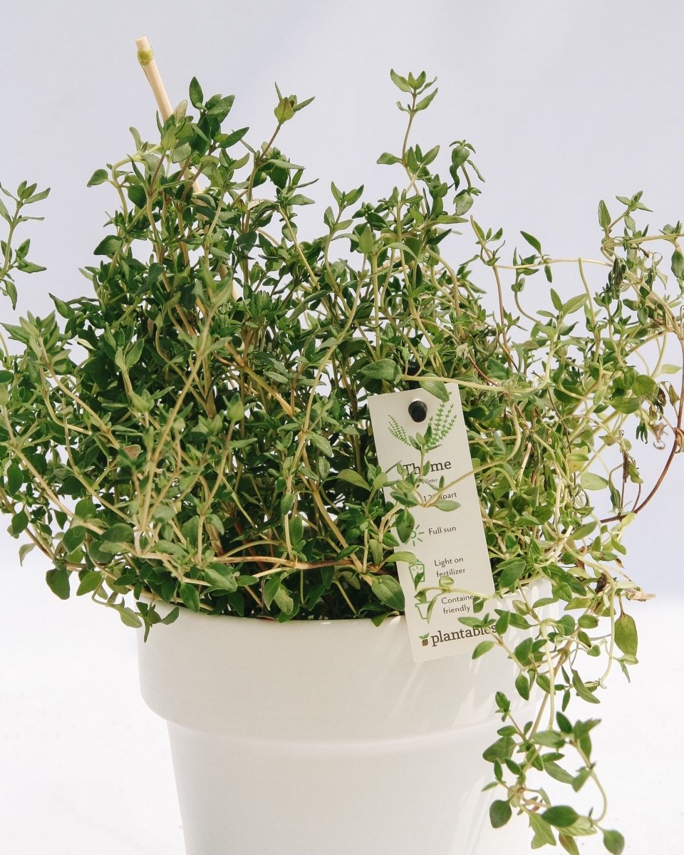 22様　nella. x Garden of eden thyme pierce Thyme – LandscapeDirect