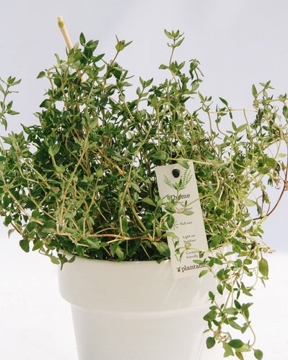 Thyme - LandscapeDirect