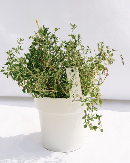 Thyme - LandscapeDirect