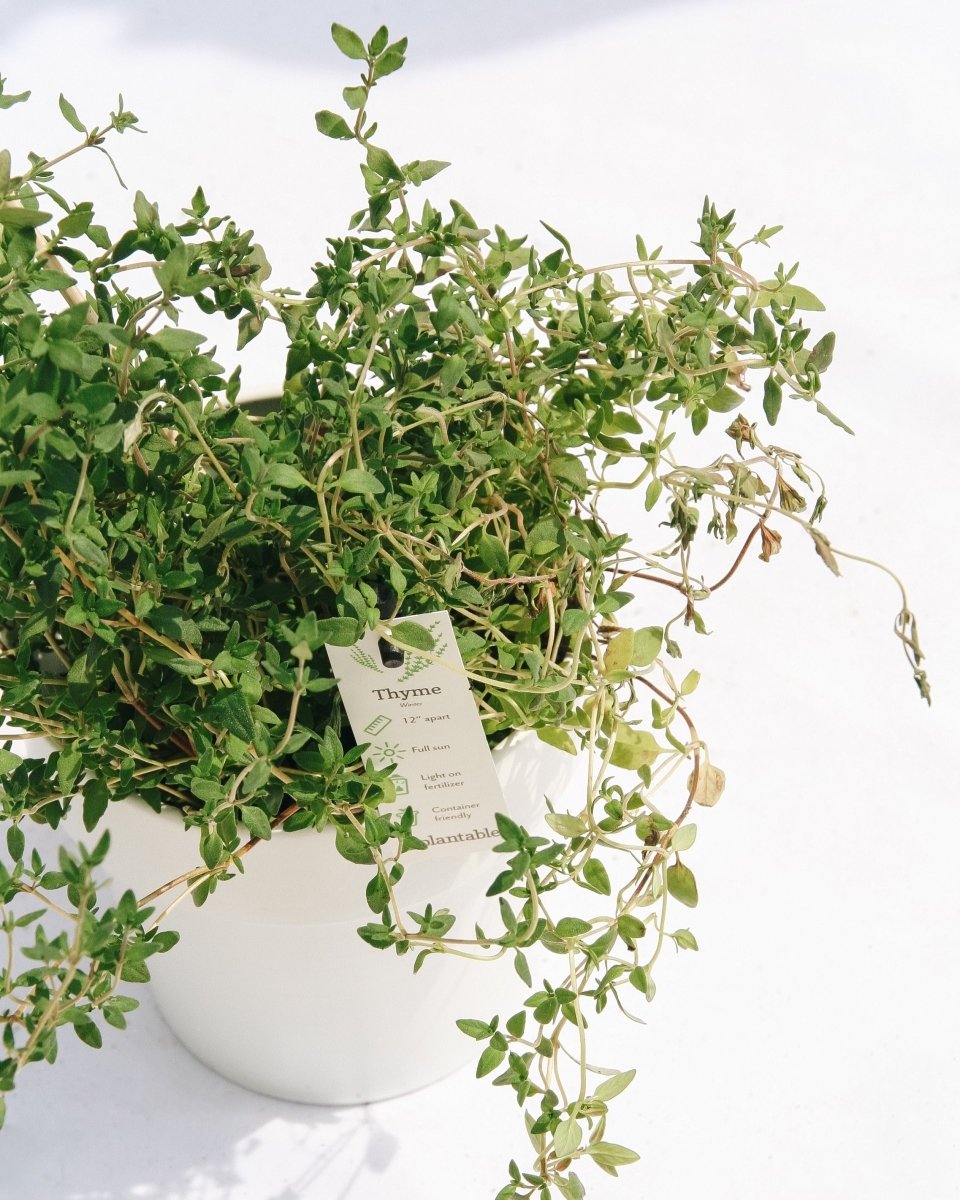 Thyme - LandscapeDirect