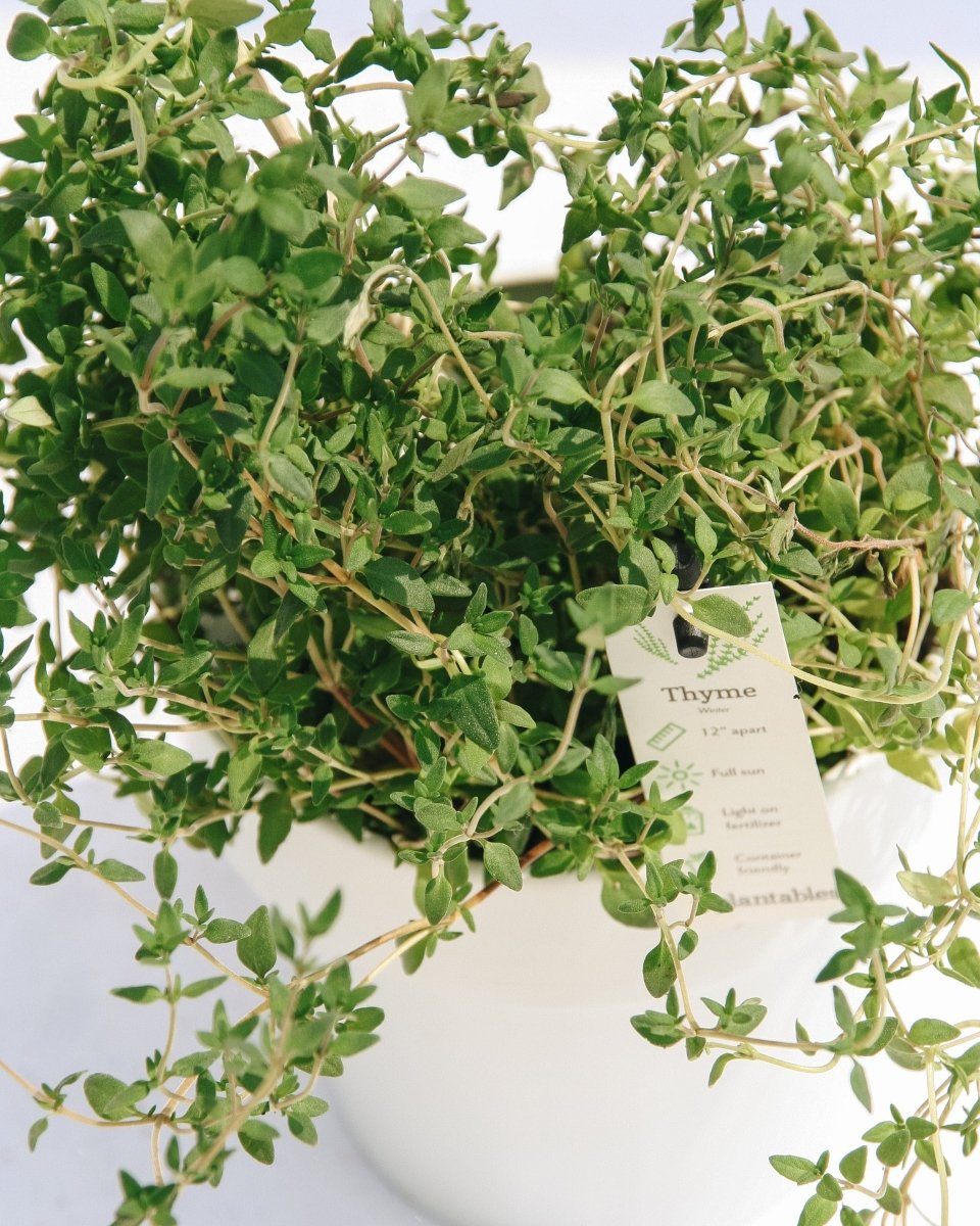 Thyme - LandscapeDirect