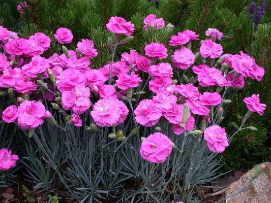 Tickled Pink Pinks - LandscapeDirect