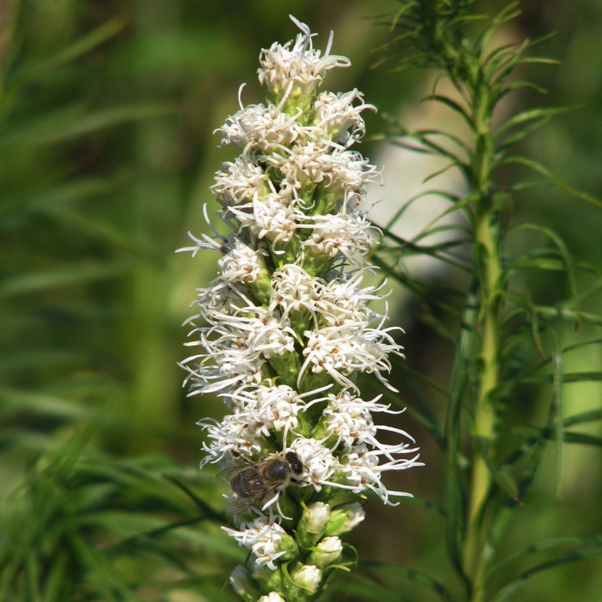 Tidepool Sky Blue Lithodara - LandscapeDirect