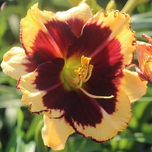 Tiger Blood Daylily - LandscapeDirect