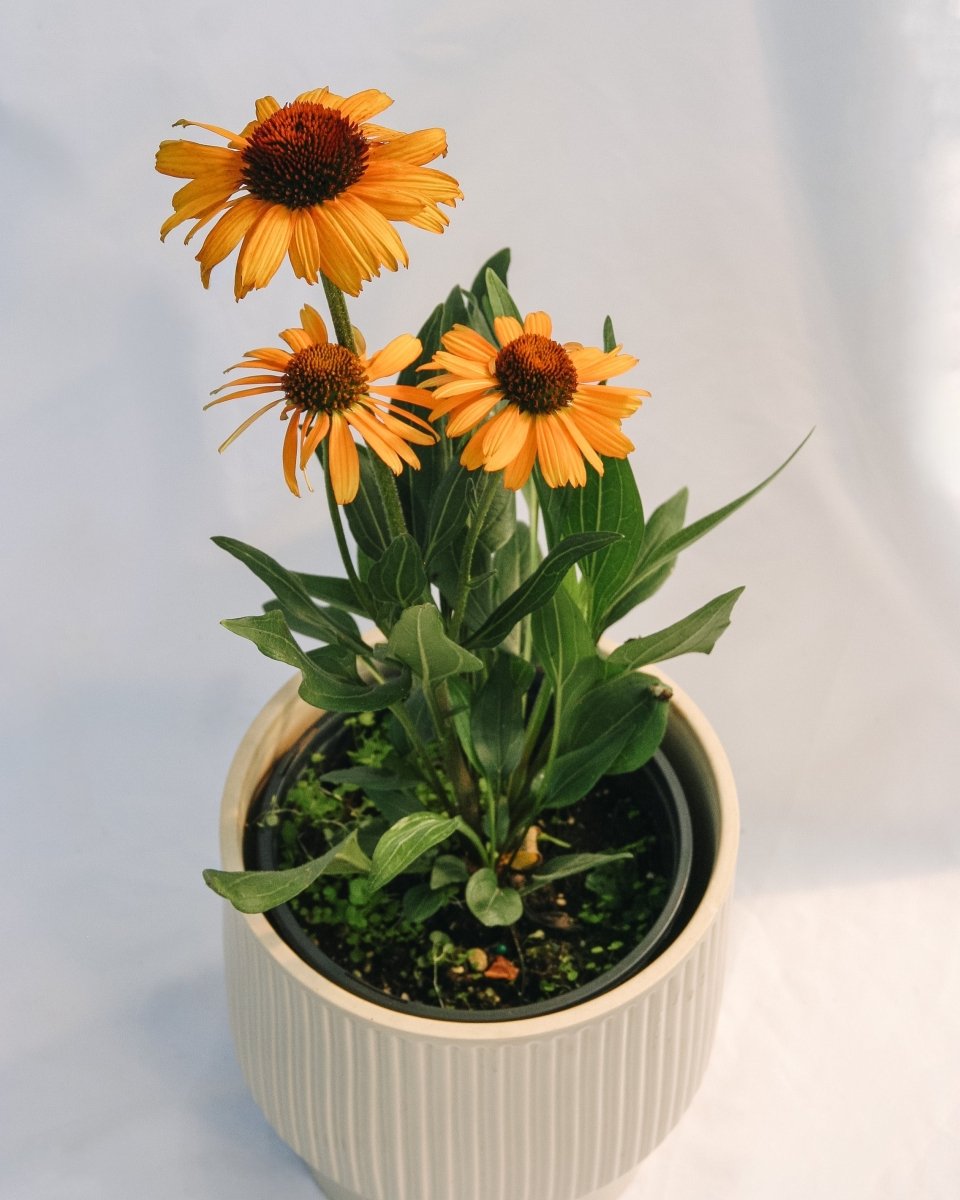 Tiger Coneflower - LandscapeDirect