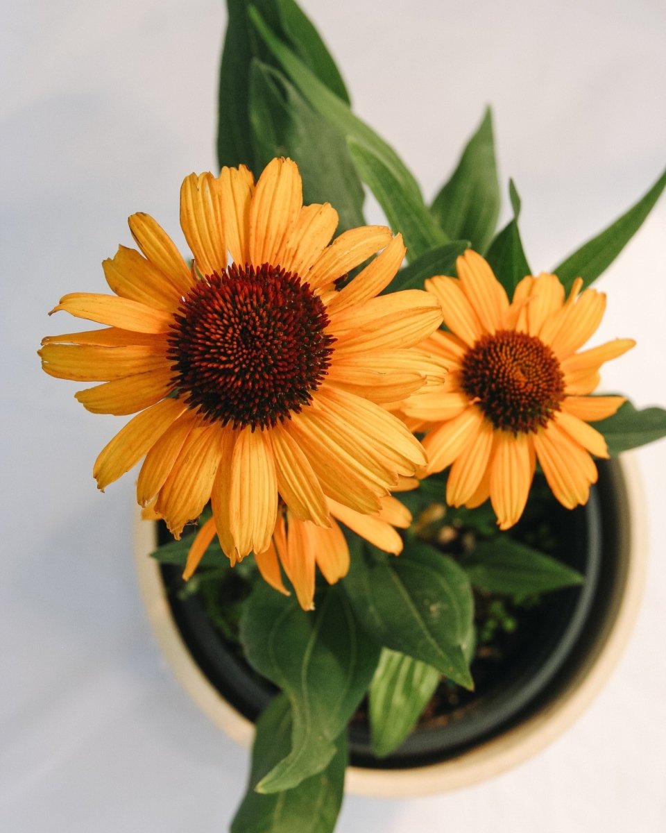 Tiger Coneflower - LandscapeDirect