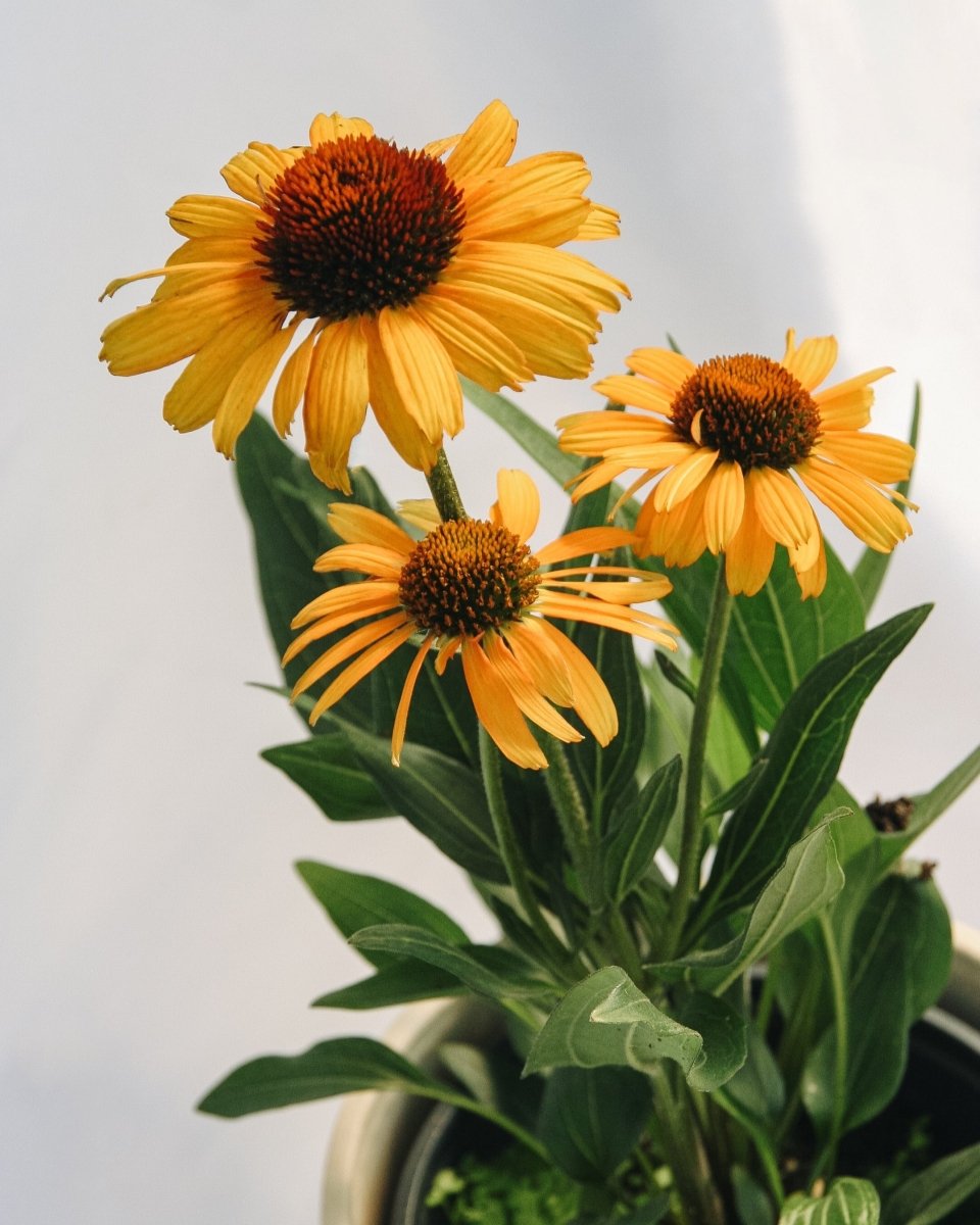 Tiger Coneflower - LandscapeDirect