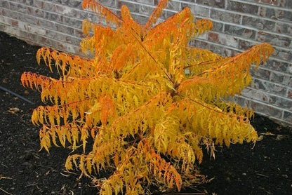 Tiger Eyes Sumac - LandscapeDirect