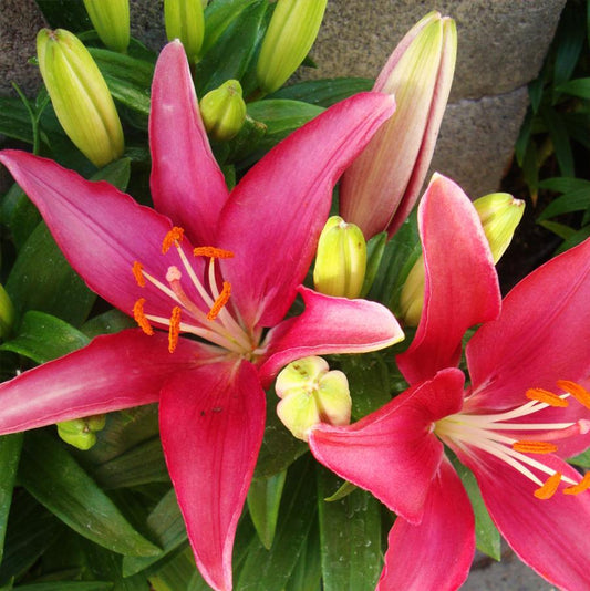 Tiny Pearl Asiatic Lily - LandscapeDirect