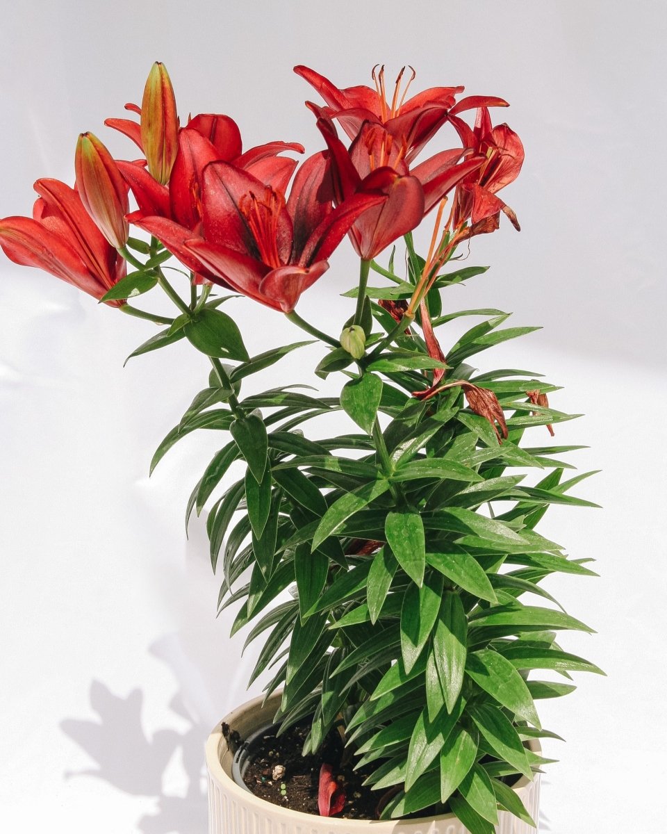 tiny rocket asiatic lily Tiny Rocket Lily – LandscapeDirect