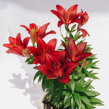 tiny rocket asiatic lily care Tiny Rocket Lily – LandscapeDirect