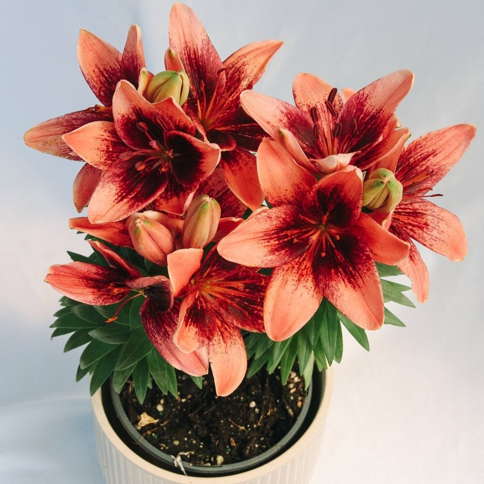 tiny asiatic lily series Tiny Shadow Asiatic Lily – LandscapeDirect