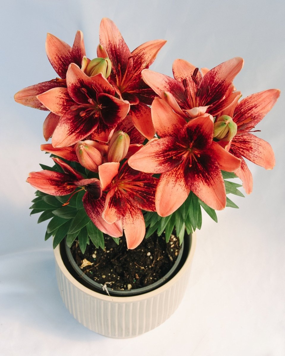 Tiny Shadow Asiatic Lily - LandscapeDirect